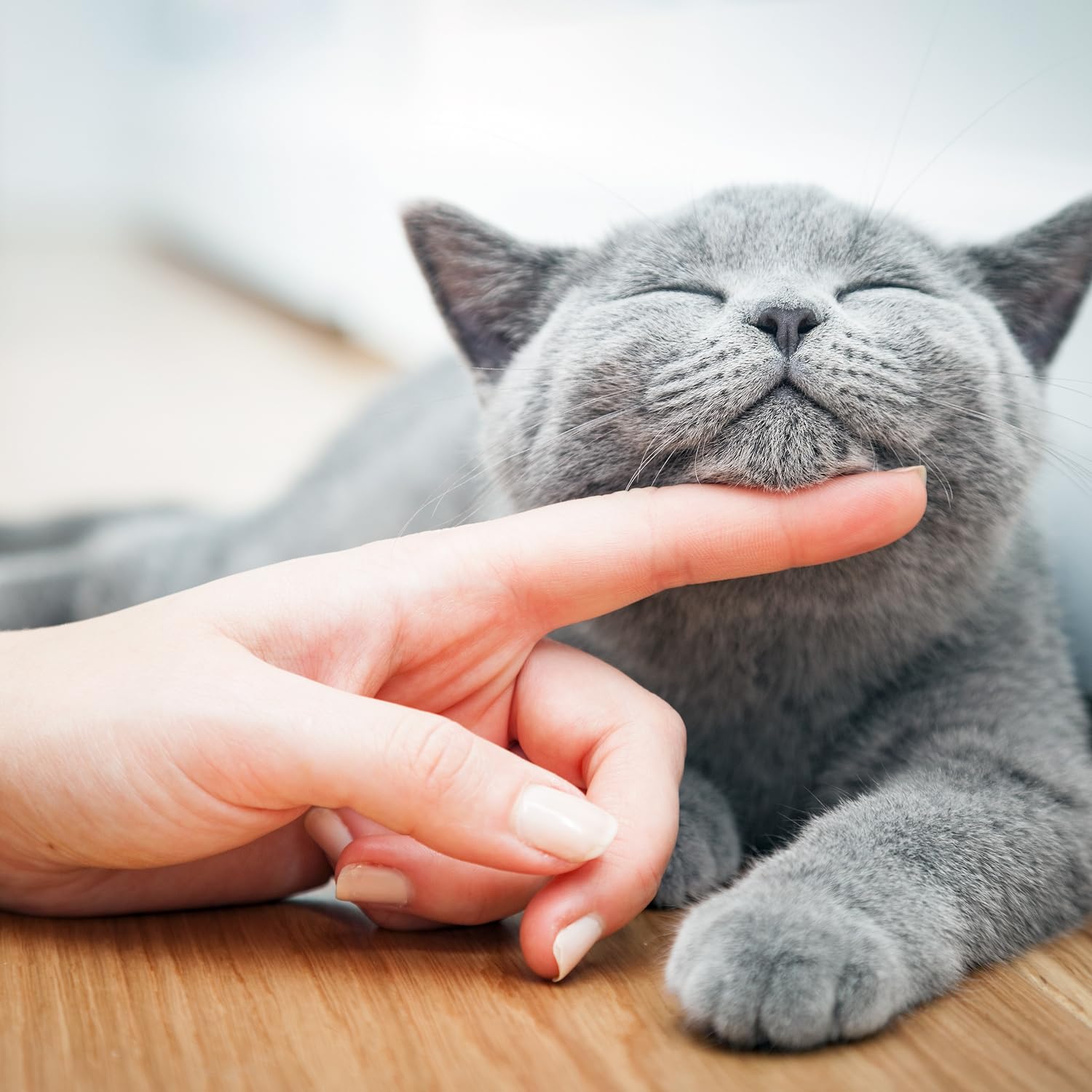 Relaxed cat before a stress-free urine collection